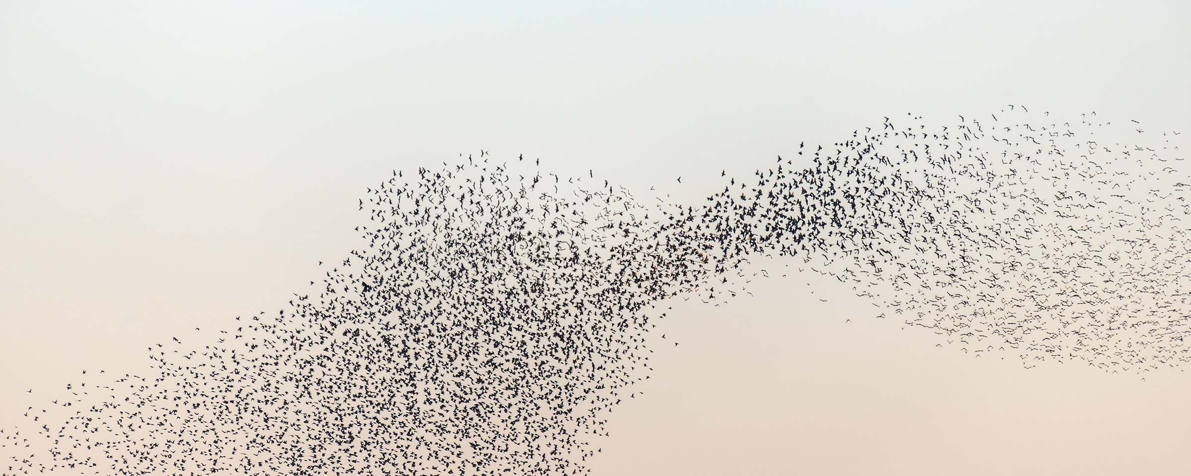 Symbolbild: Strategie – Weg im Nebel