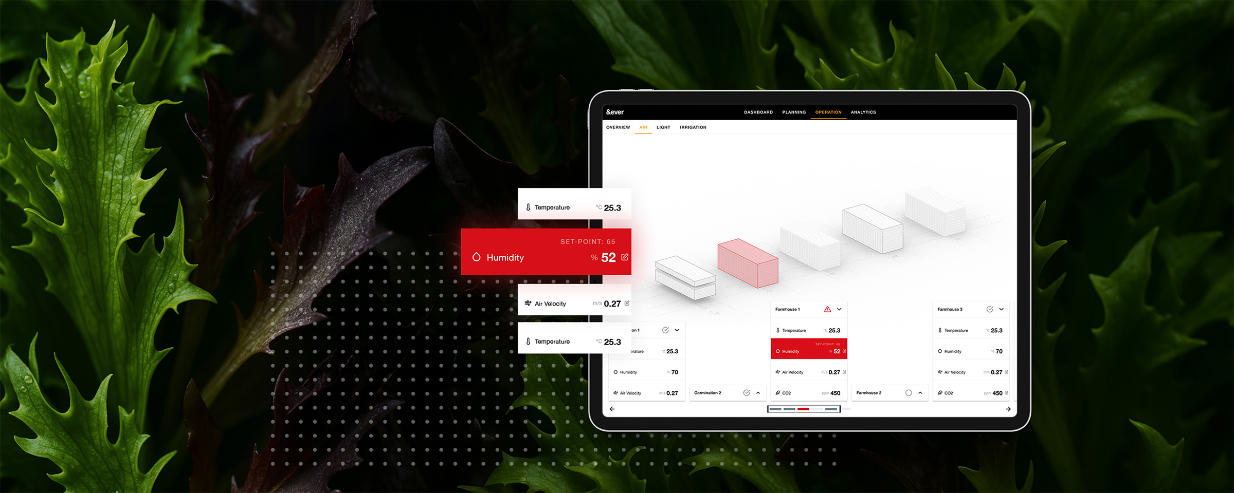 Harvesting salad in a vertical farm
