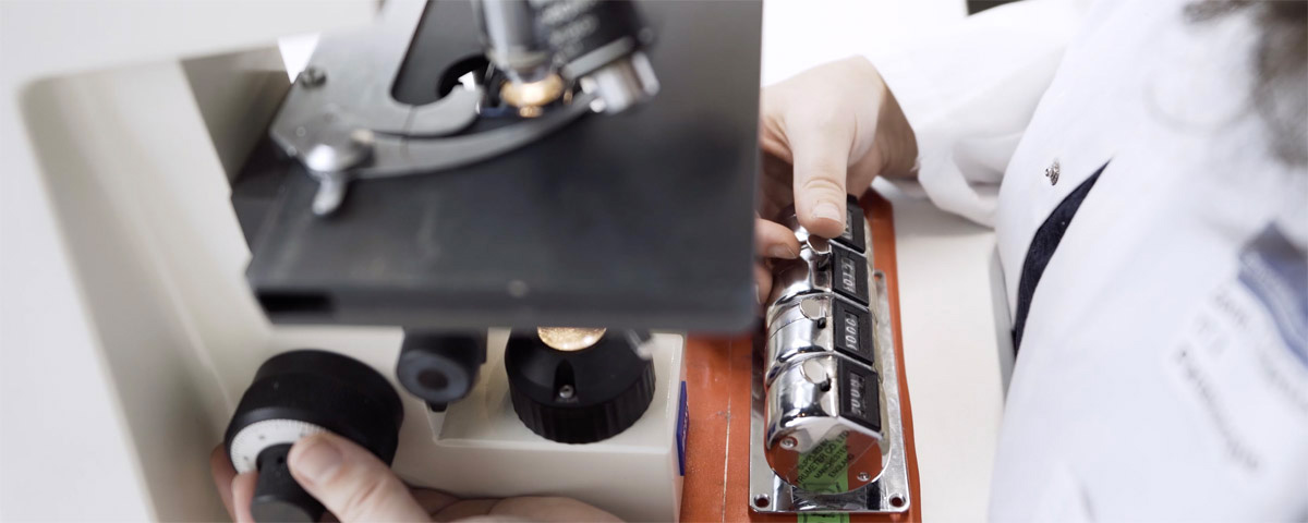 Counting cells at the microscope is part of everyday life in research and medicine.